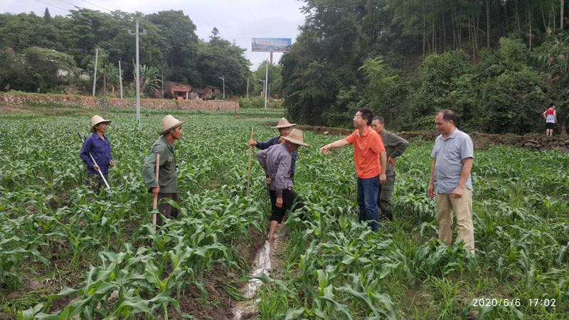 沙县组织农业专家指导农业防汛救灾工作