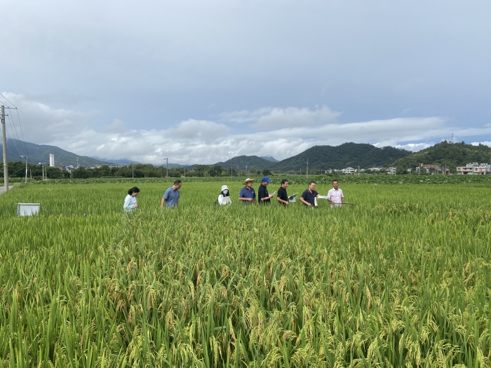 省种子总站组织稻专业委员会部分委员到龙岩市开展国家级和省级中稻品种试验考察活动