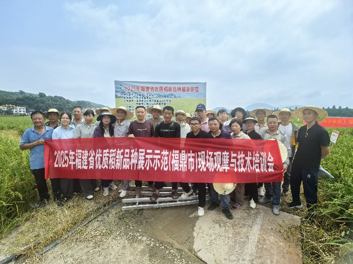 福鼎市农业农村局开展优质稻新品种展示示范现场观摩暨种子法律法规宣传活动