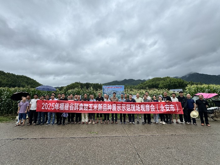 永安市开展鲜食甜玉米新品种展示示范现场观摩及食味鉴评活动