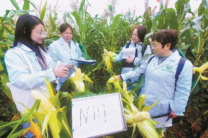 我省鲜食玉米种业创新结硕果