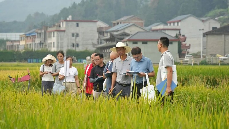 从实验室到大田！宁德加快杂交水稻“育繁推一体化”