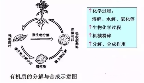 腐殖质化过程图片