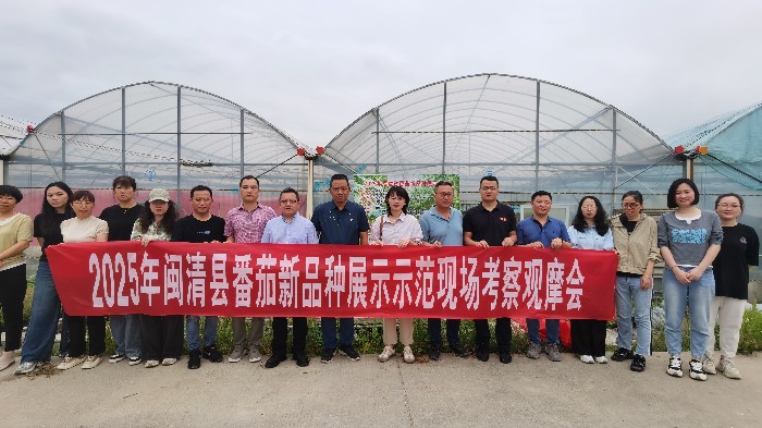 闽清县召开番茄新品种展示示范现场观摩会